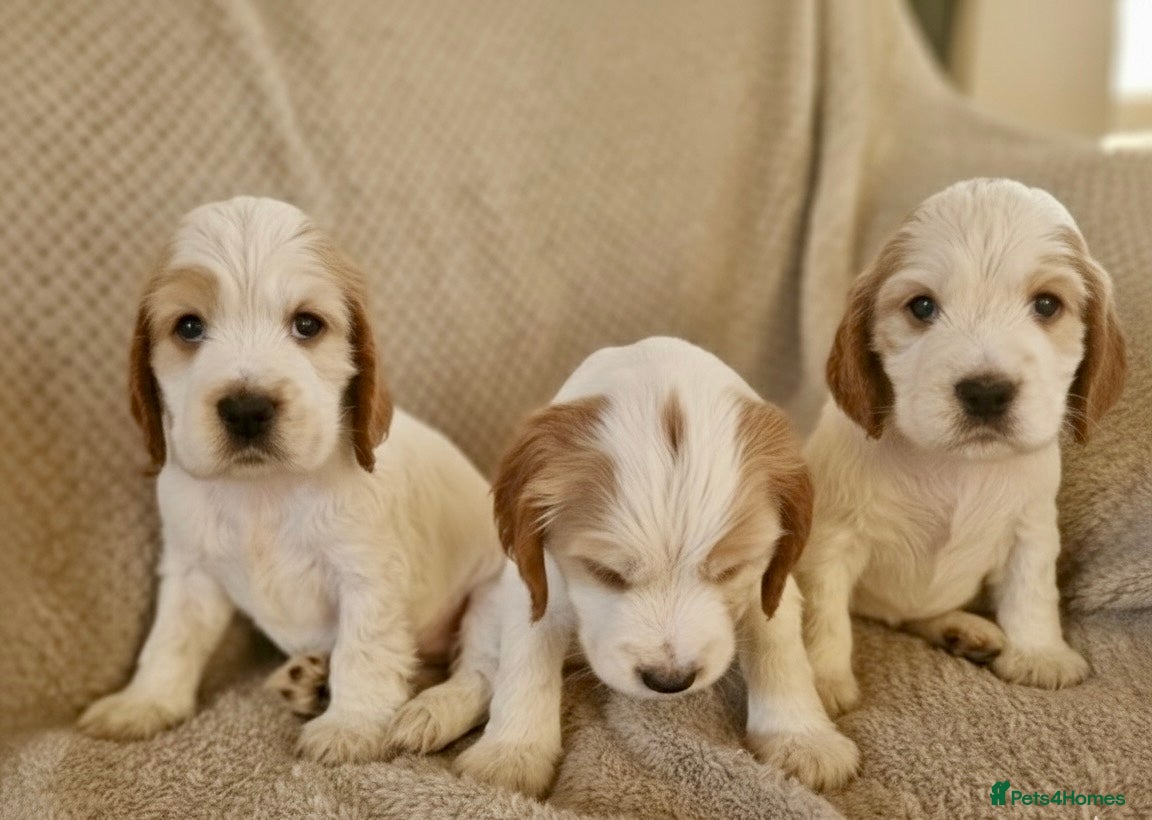 Cocker Spaniel dogs KC Registered Show Cocker Puppies  - Advert 17