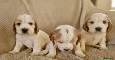 Cocker Spaniel dogs KC Registered Show Cocker Puppies  - Advert 8