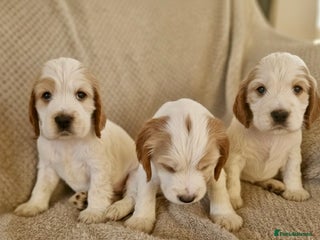 Cocker Spaniel dogs KC Registered Show Cocker Puppies - Advert 9