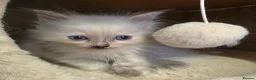 Ragdoll cats for sale: ragdoll kittens 😸  - Advert 16