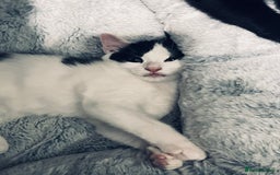 Mixed Breed cats for sale: 4 month old kittens looking for forever homes! - Advert 13