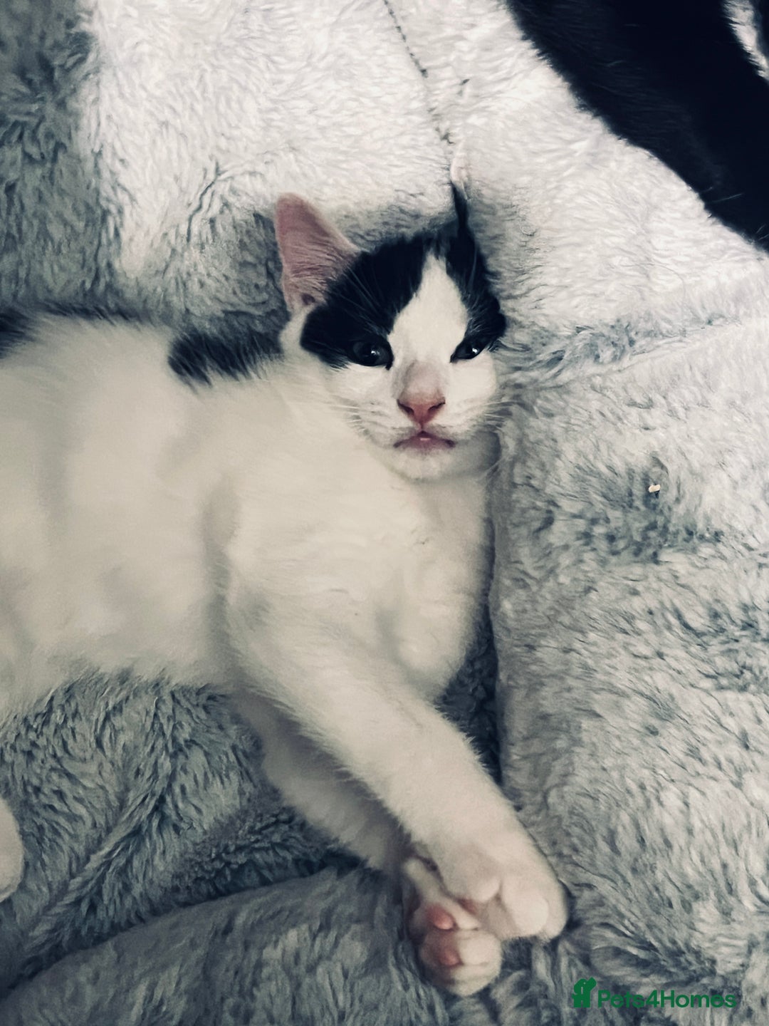 Mixed Breed cats for sale: 4 month old kittens looking for forever homes! - Advert 13