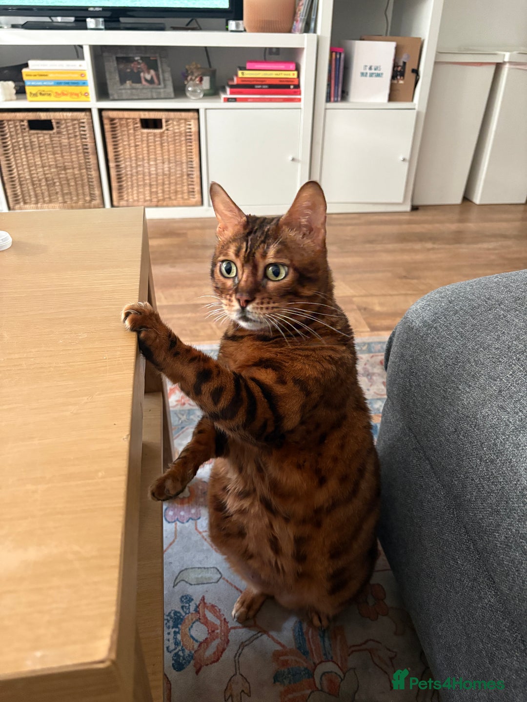 Bengal cats for sale: Lovely Bengal Cat for indoor home.  - Advert 8