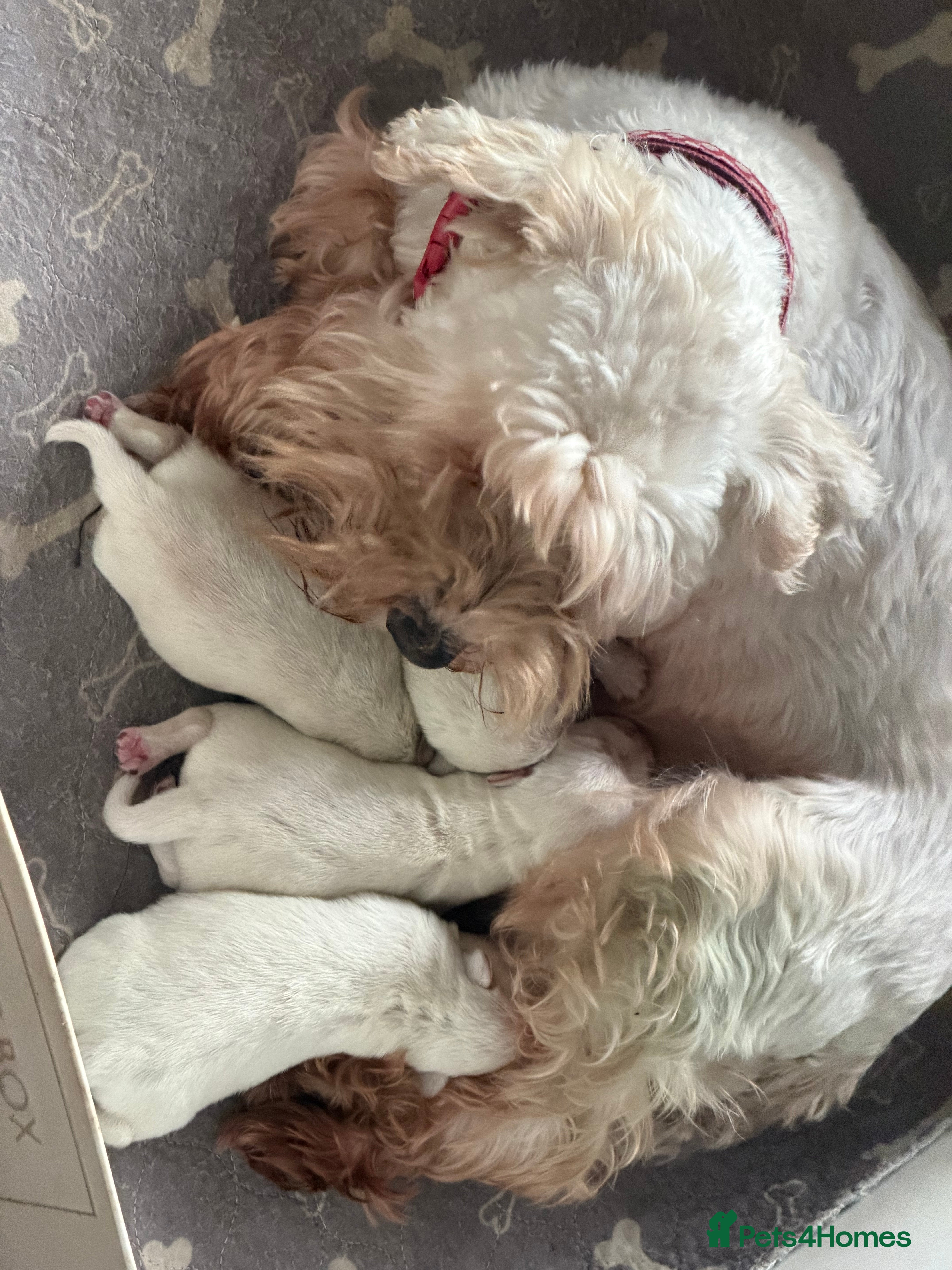 Miniature Schnauzer dogs Kc reg Miniature schnauzer pups - Advert 1