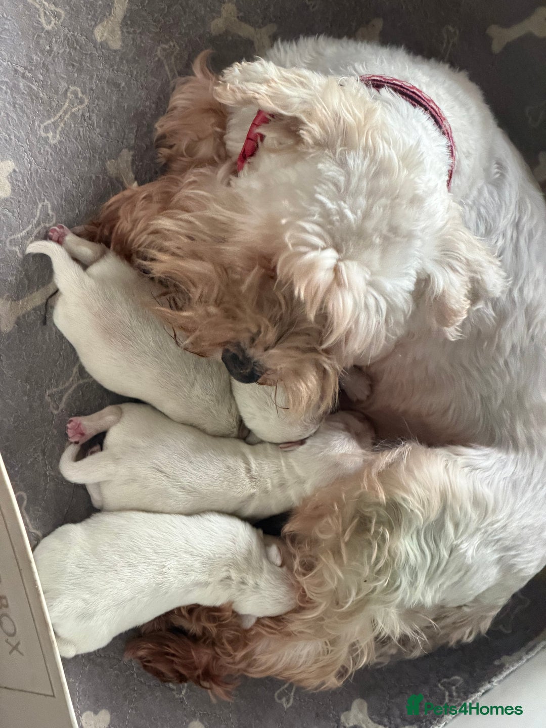 Miniature Schnauzer dogs for sale: Kc reg Miniature schnauzer pups - Advert 1