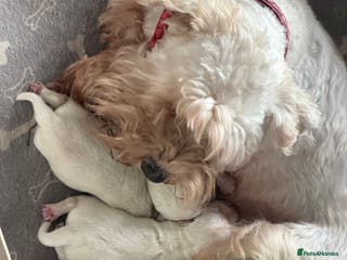 Miniature Schnauzer dogs Kc reg Miniature schnauzer pups - Advert 1