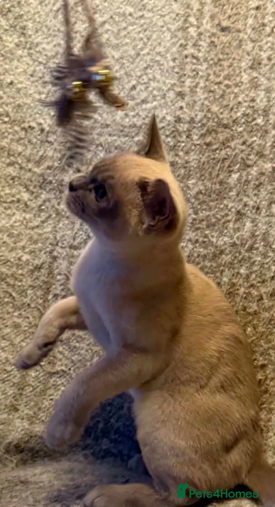 Burmese cats for sale: Burmese lilac kittens - Advert 5