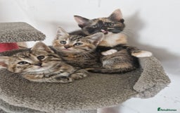 Mixed Breed cats for sale: Adorable Kittens Ready for Their New Homes! 🐾 - Image 2