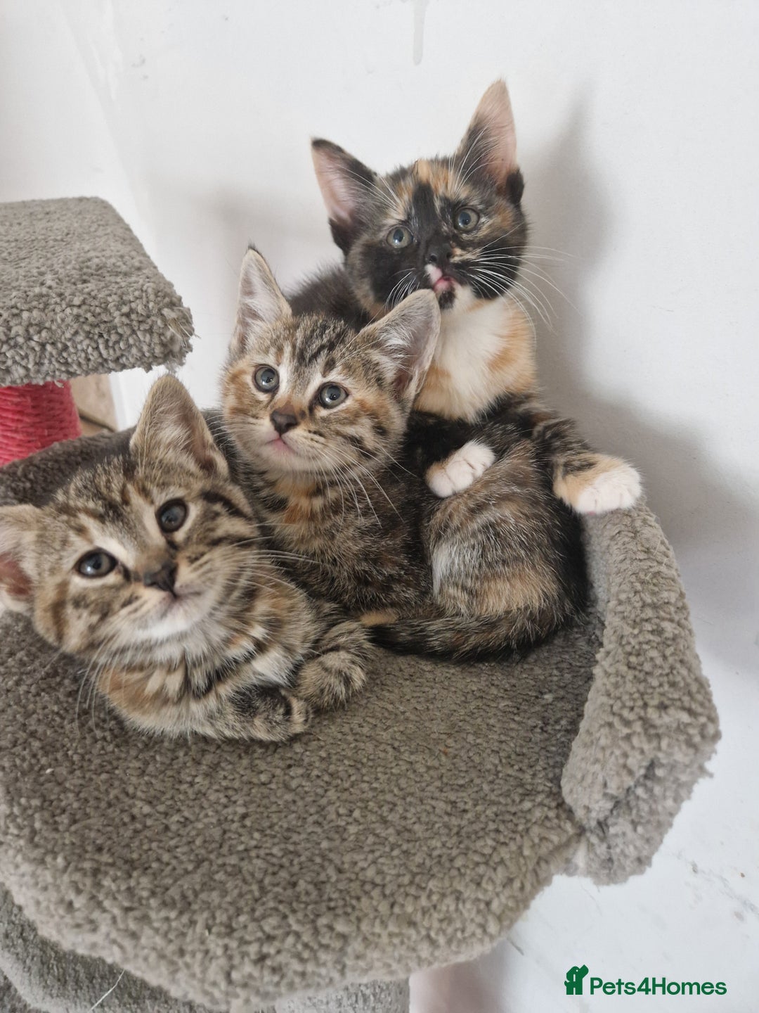 Mixed Breed cats for sale: Adorable Kittens Ready for Their New Homes! 🐾 - Image 2