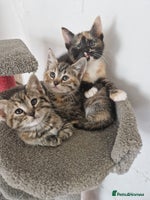Mixed Breed cats - Advert 6