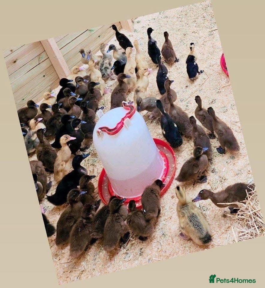 Ducks poultry Ducklings  - Advert 3