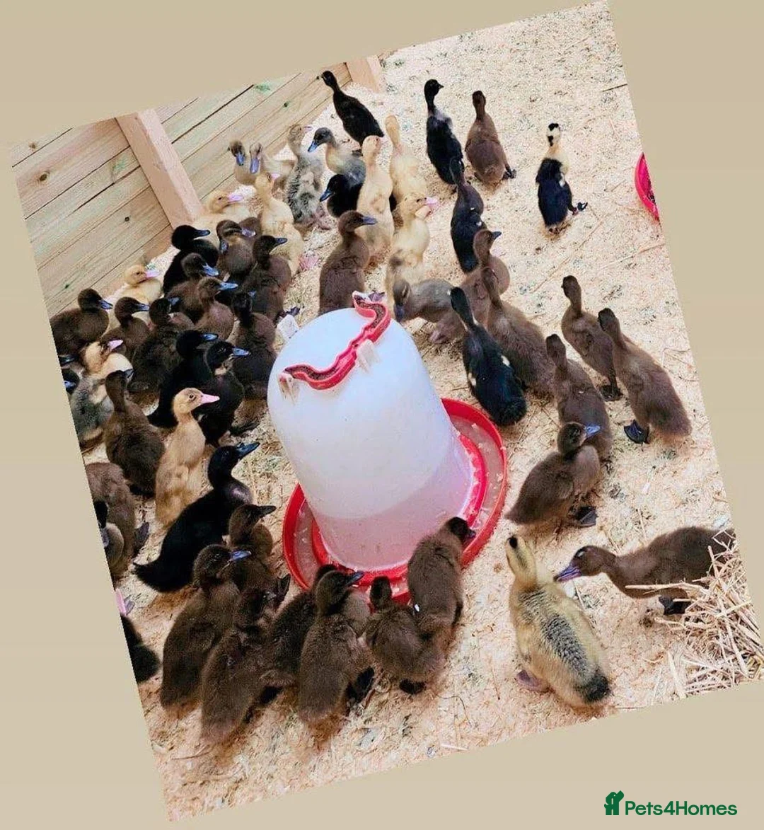 Ducks poultry for sale: Ducklings  - Advert 1