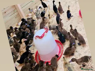 Ducks poultry Ducklings - Advert 3