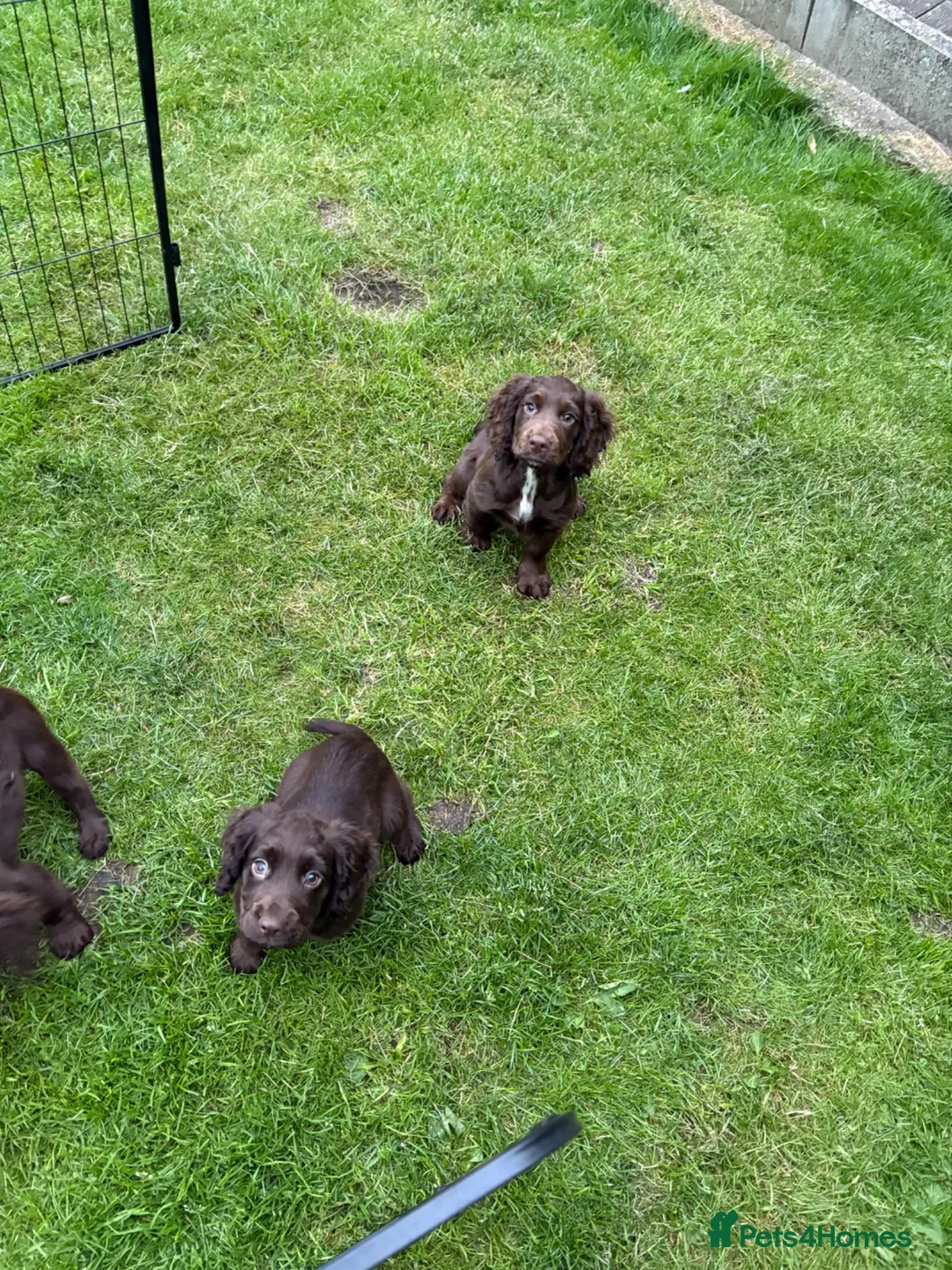 Cocker Spaniel dogs for sale: KC registered male cocker spaniel 12 weeks old - Advert 1