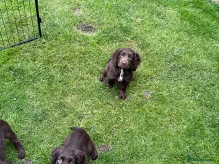 Cocker Spaniel dogs KC registered male cocker spaniel 12 weeks old - Advert 15