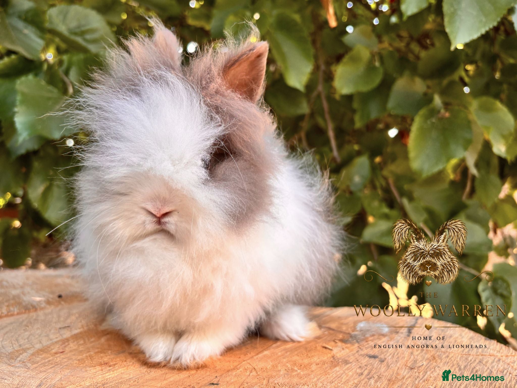 Lionhead rabbits Fully Vaccinated Lionheads Ready Now  - Advert 1