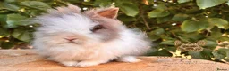Lionhead rabbits for sale: Fully Vaccinated Lionheads Ready Now  - Advert 1