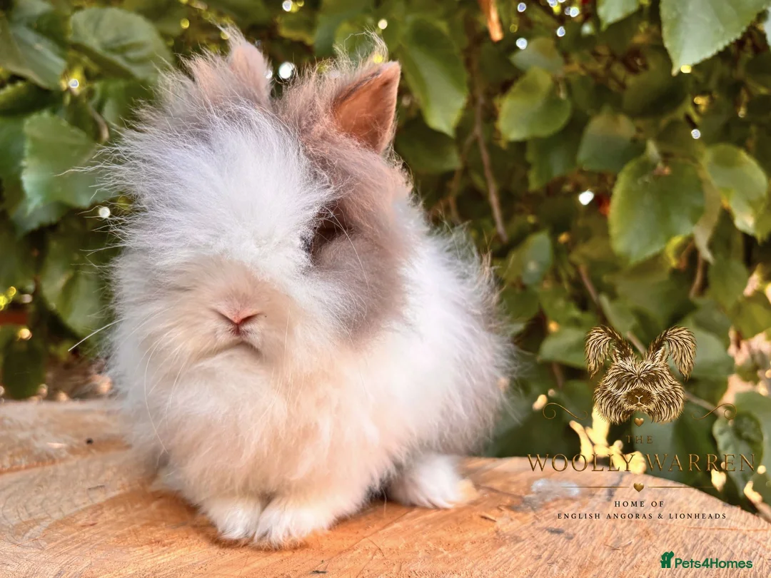 Lionhead rabbits for sale: Fully Vaccinated Lionheads Ready Now  - Advert 1