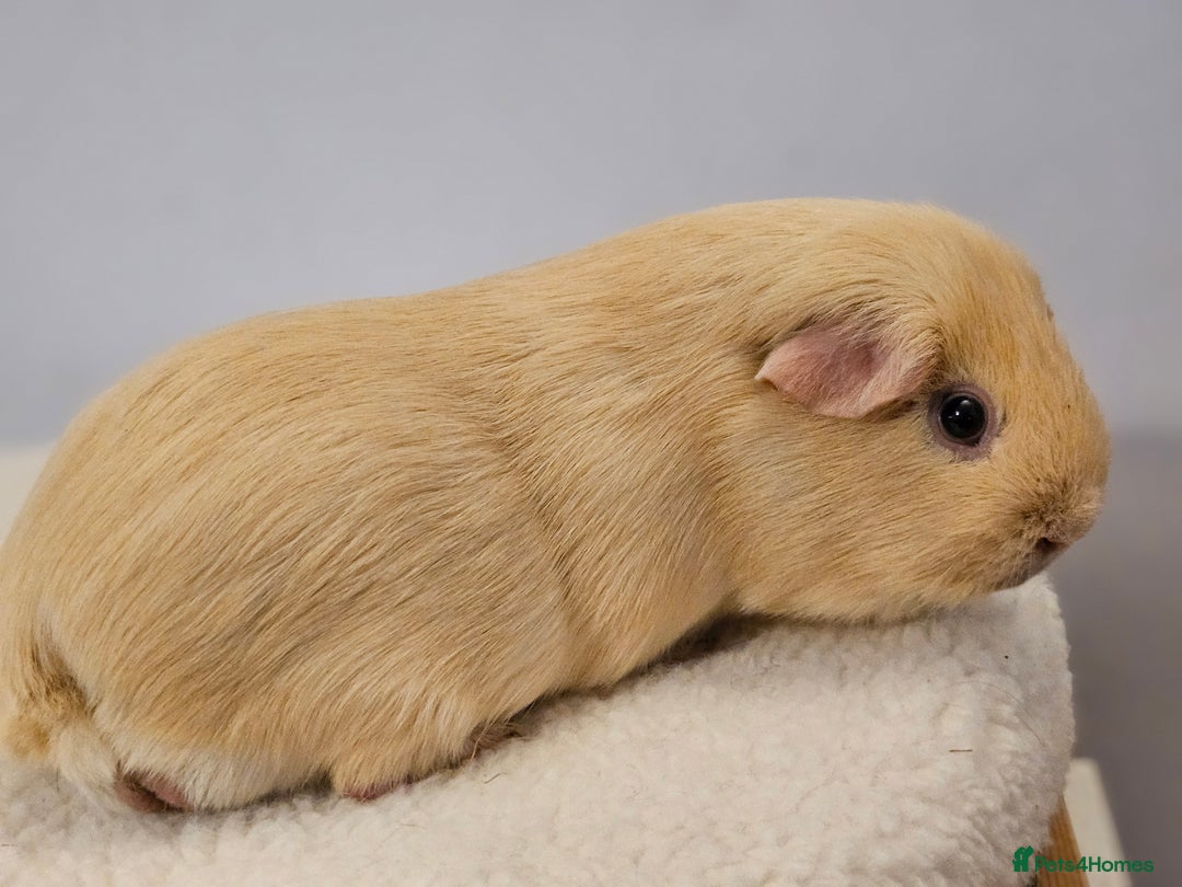 Guinea Pig rodents for sale: Purebred self cream and buff boars - Image 5