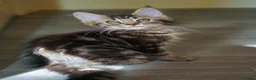 Maine Coon cats for sale: Gorgeous pure breed Mainecoon kittens ready now - Advert 26