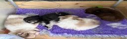 Pomchi dogs for sale: Pomeranian x chihuahua. Pomchi girl and boy left - Advert 5