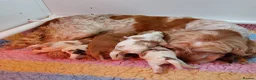 Cocker Spaniel dogs for sale: kc show cocker spaniels  - Advert 12