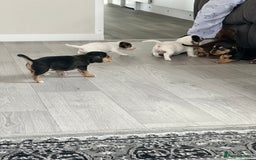 Mixed Breed dogs for sale: I have six beautiful jack dash for sale  - Image 14