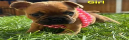French Bulldog dogs for sale: French Buldog puppy's  - Advert 10