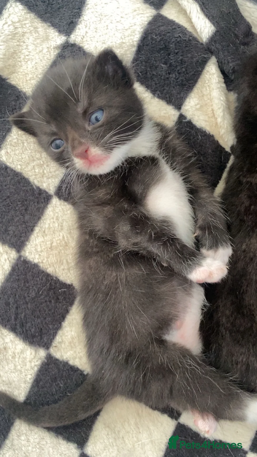 Mixed Breed cats for sale: 4 beautiful boys - Advert 7