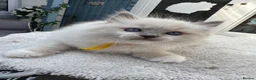 Ragdoll cats for sale: 🏆Gccf stunning ragdoll kittens (GRCH PARENTS 🥇) - Advert 16