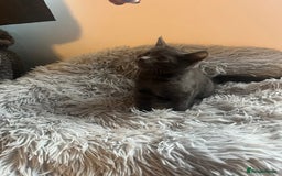 Bengal cats for sale: British shorthair kittens  - Image 10