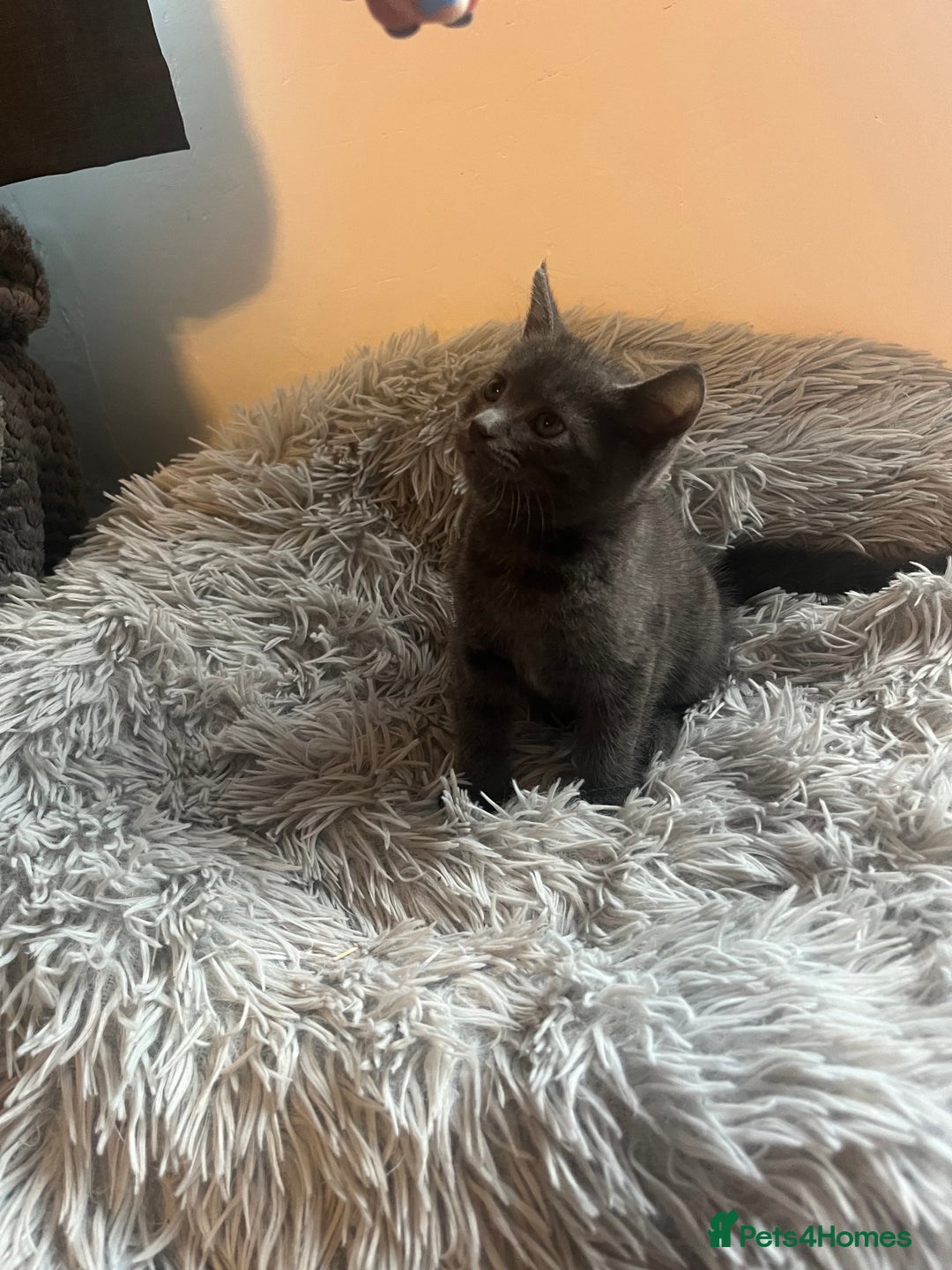 Bengal cats for sale: British shorthair kittens  - Image 10