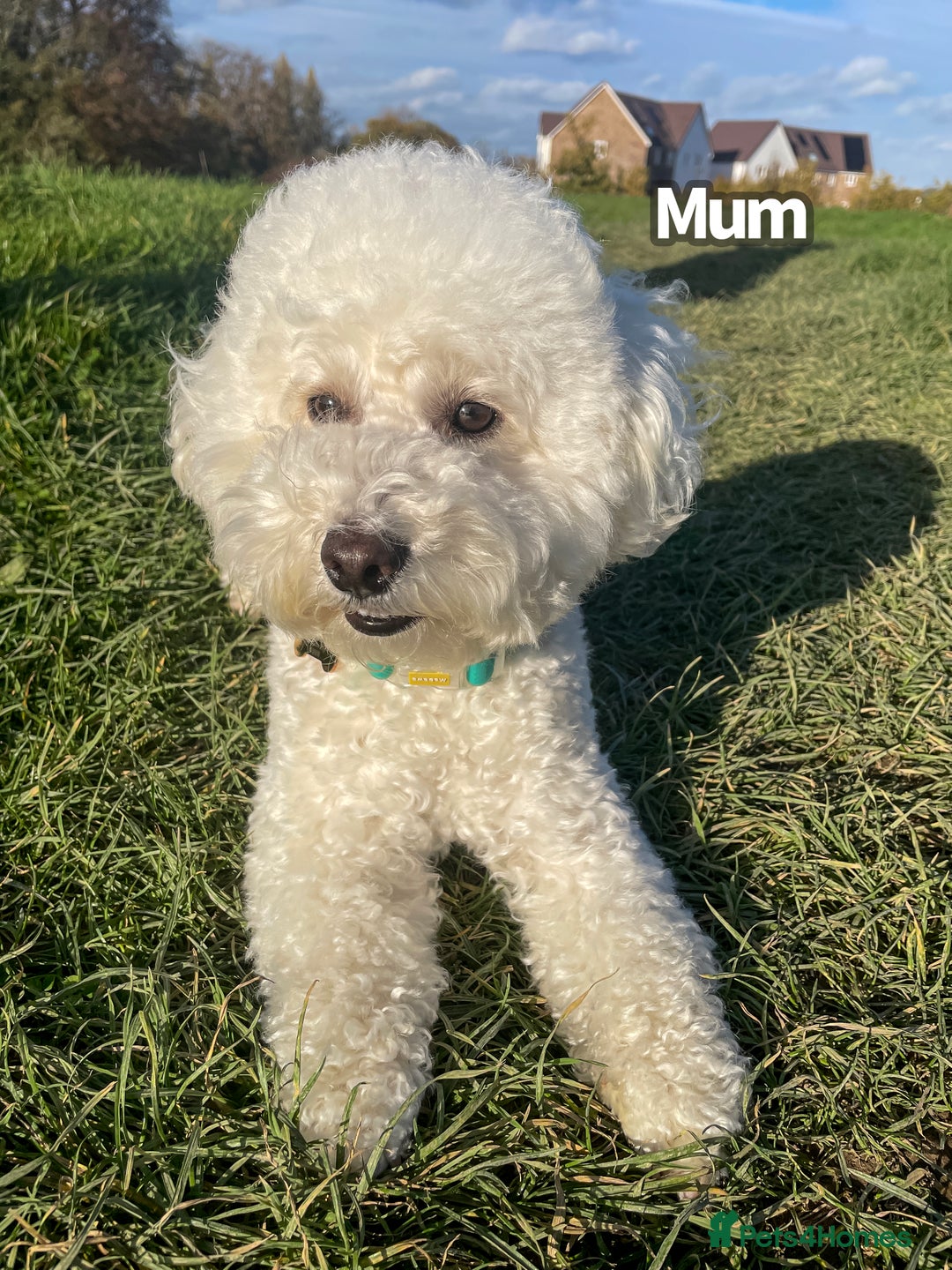 Poochon dogs for sale: Beautiful Red Poochon Puppies – Family Home Raised - Advert 3