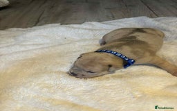 Mixed Breed dogs for sale: Beautiful pups with stunning markings  - Image 6