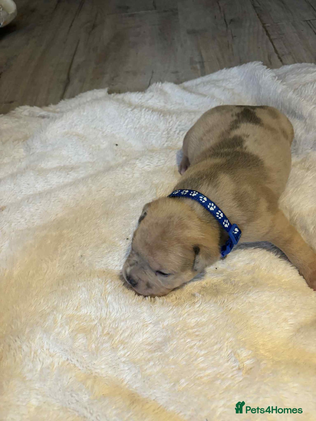 Mixed Breed dogs for sale: Beautiful pups with stunning markings  - Image 6