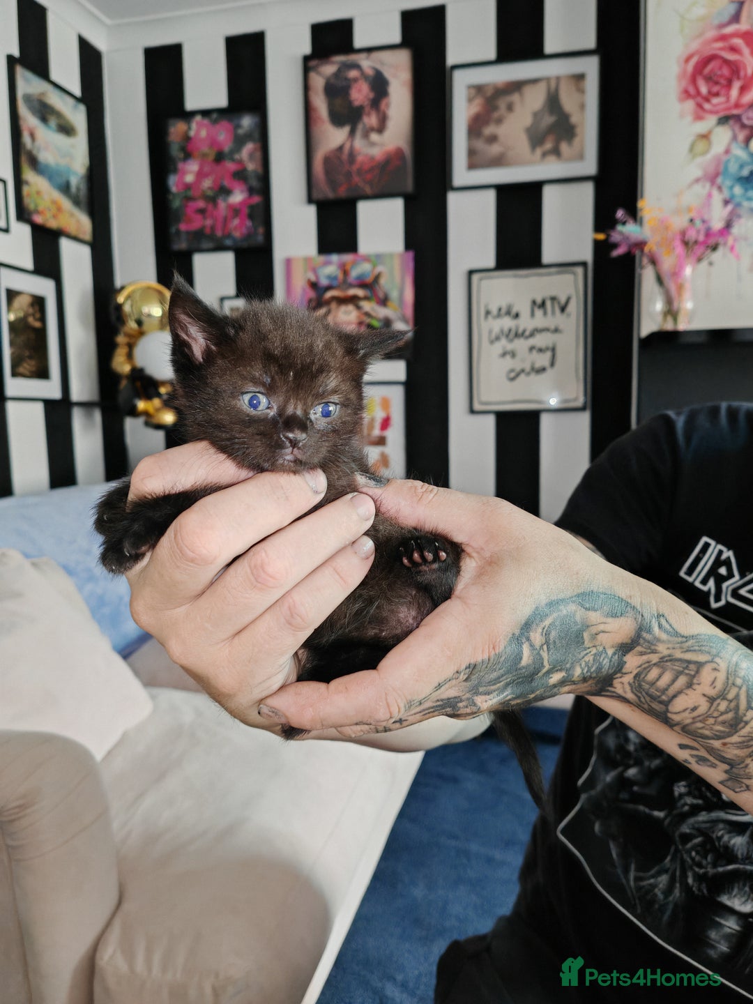 Sphynx cats for sale: For sale I have seven adorable kittens sphynx  - Image 13