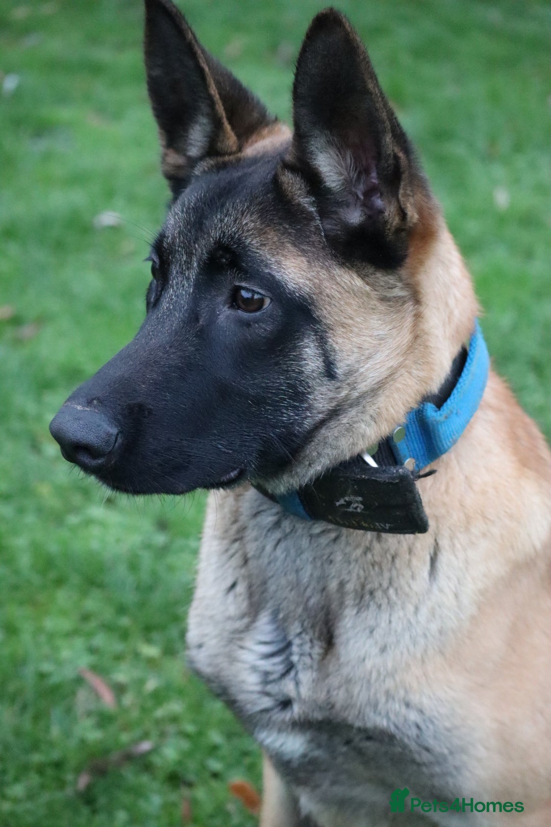 Belgian Shepherd Dog dogs for sale: Big bone malinois male  - Advert 9