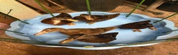 Ducks poultry for sale: Indian x pekin  - Advert 1