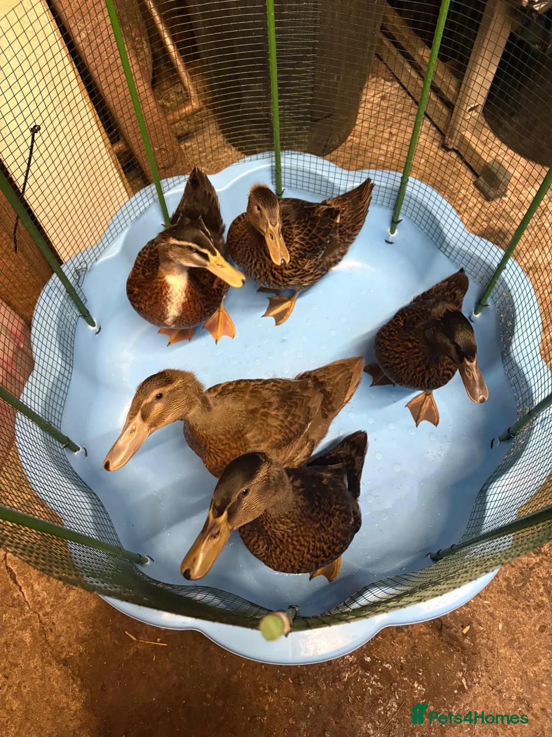 Ducks poultry for sale: Indian x pekin  - Advert 1