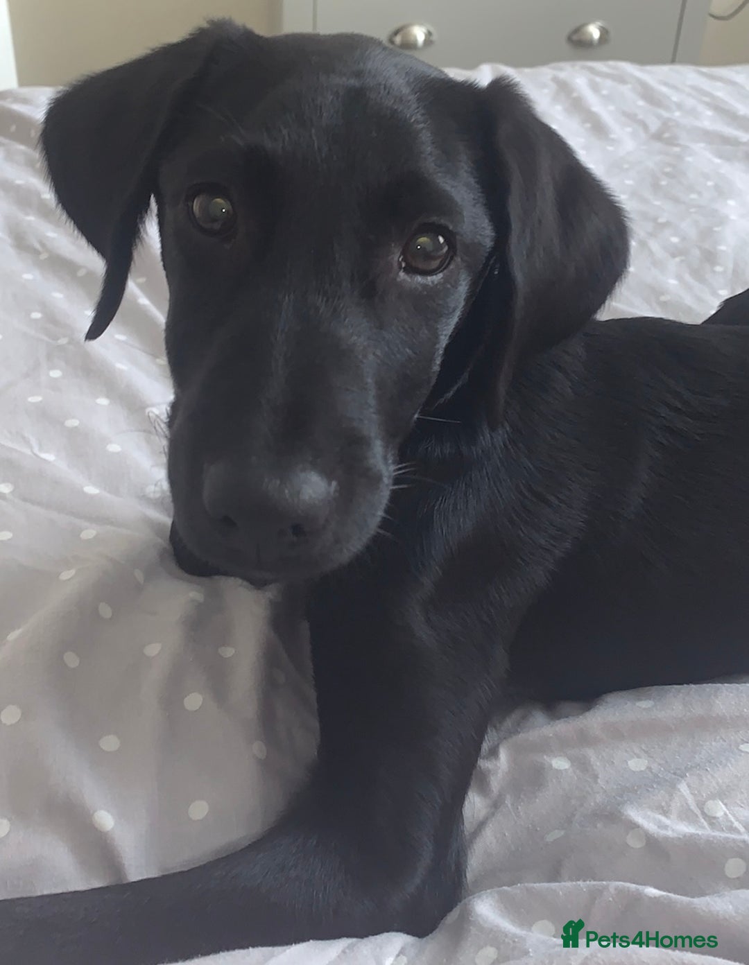 Labrador Retriever dogs for sale: Lovely Labrador retriever  - Advert 1