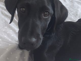 Labrador Retriever dogs She has **Been Rehomed** - Advert 14