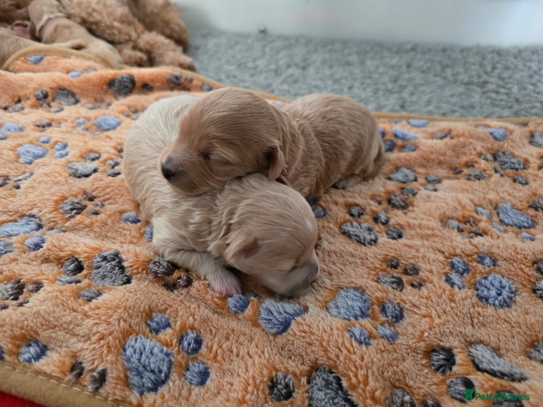 Maltese dogs for stud: Maltese kc champion lines health tested  for Stud  - Advert 9