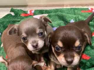 Chihuahua dogs 🎄 Chihuahua pups ready to leave 27th of December - Advert 4