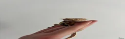 Gecko reptiles for sale: Lilly White Crested Gecko For Sale in Hertford - Advert 3