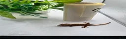 Gecko reptiles for sale: Crested and chahouas geckos - Advert 17