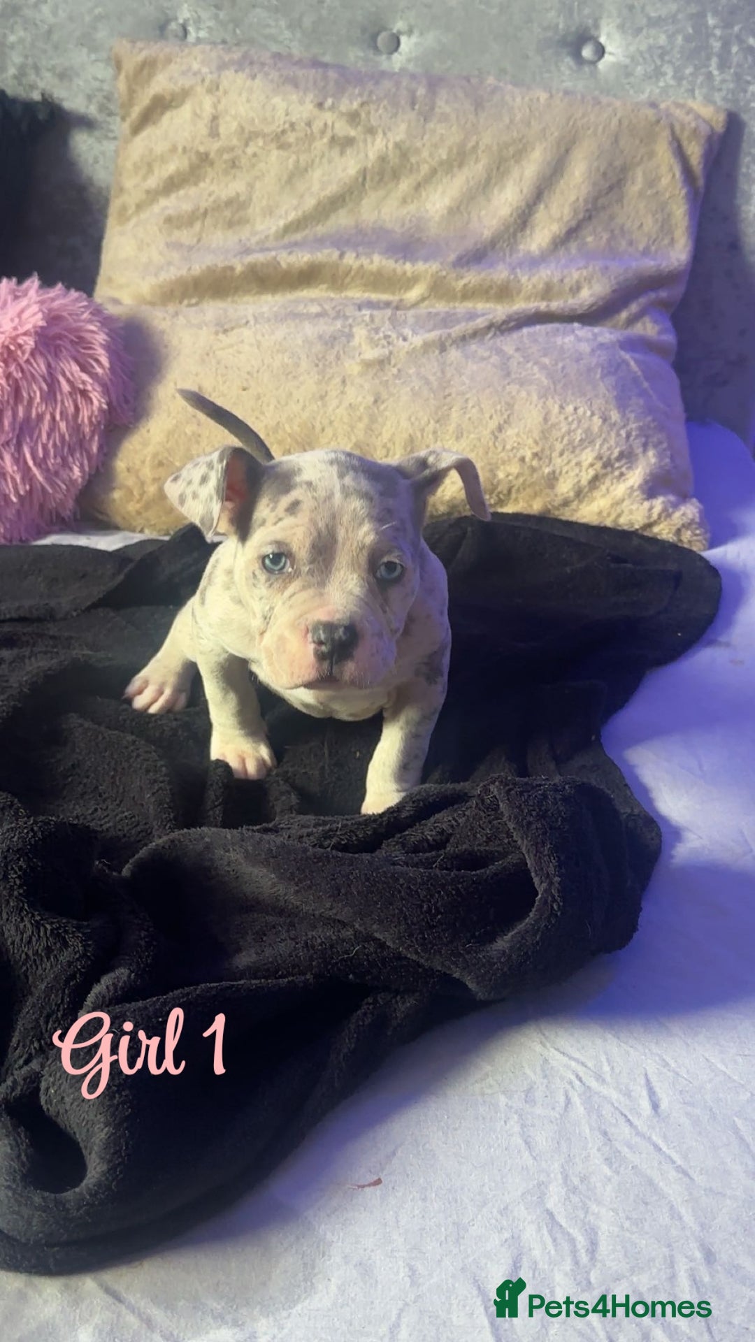 American Bully dogs for sale: Stunning pocket bully pups for sale - Image 3
