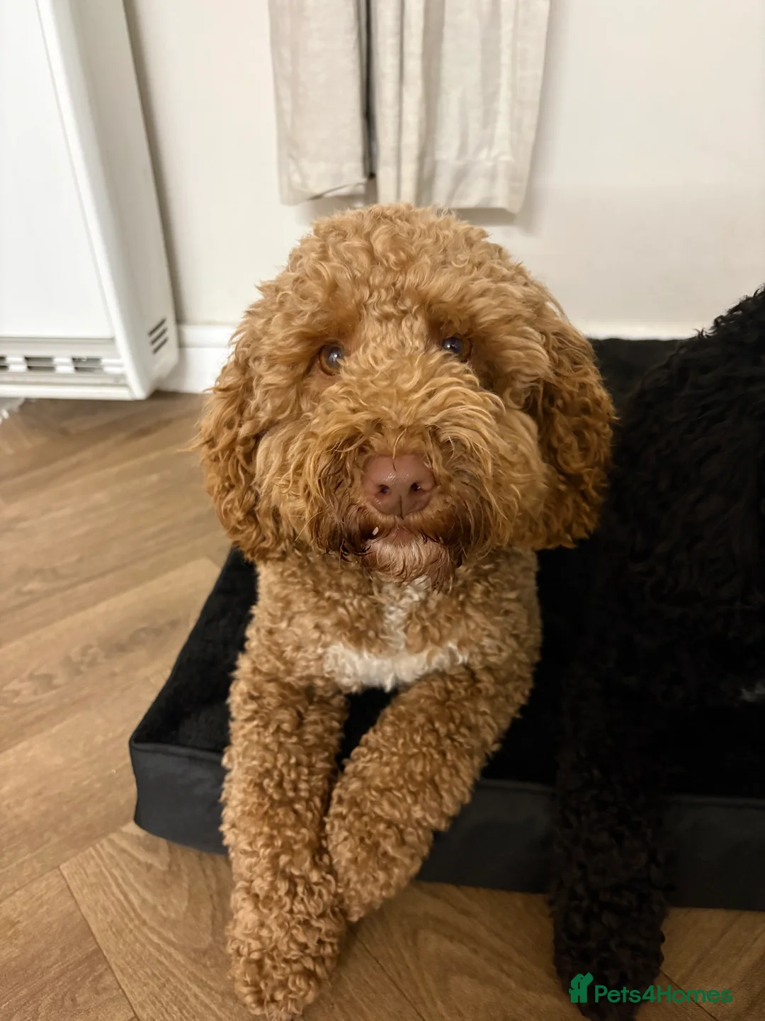 Cockapoo dogs for stud: Gorgeous deep red cockapoo for stud  - Advert 6