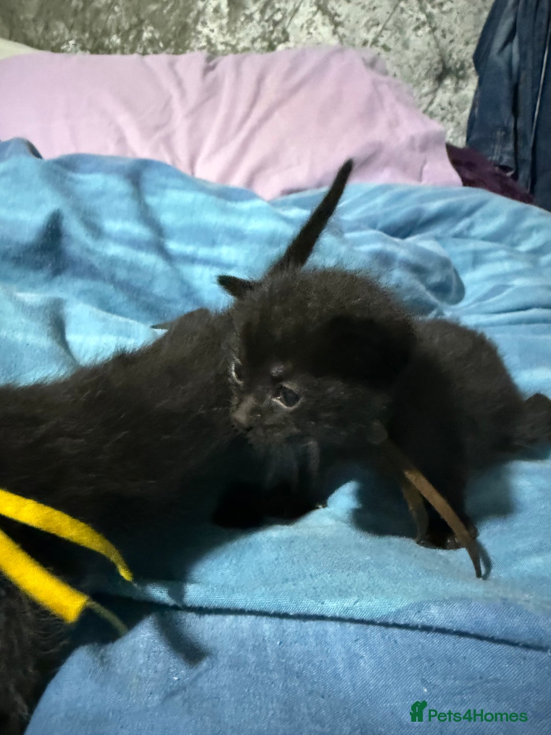 Mixed Breed cats for sale: 8 beautiful kittens - Advert 5