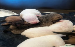 Mixed Breed dogs for sale: Bulldach Puppies - Image 15