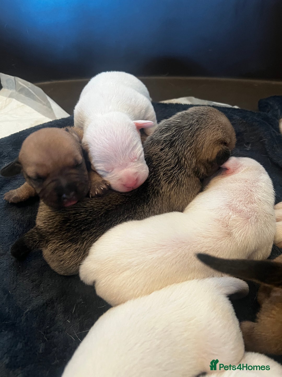 Mixed Breed dogs for sale: Bulldach Puppies - Image 15
